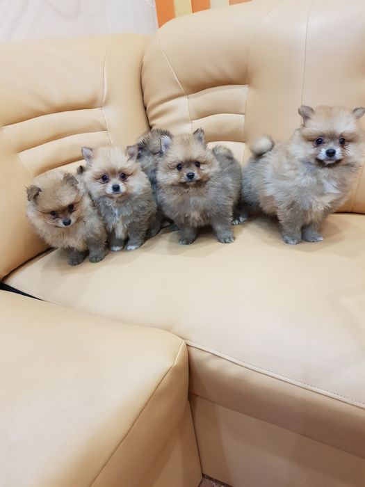 Померан померанчета Гр София снимки от днес 05.12.2025г