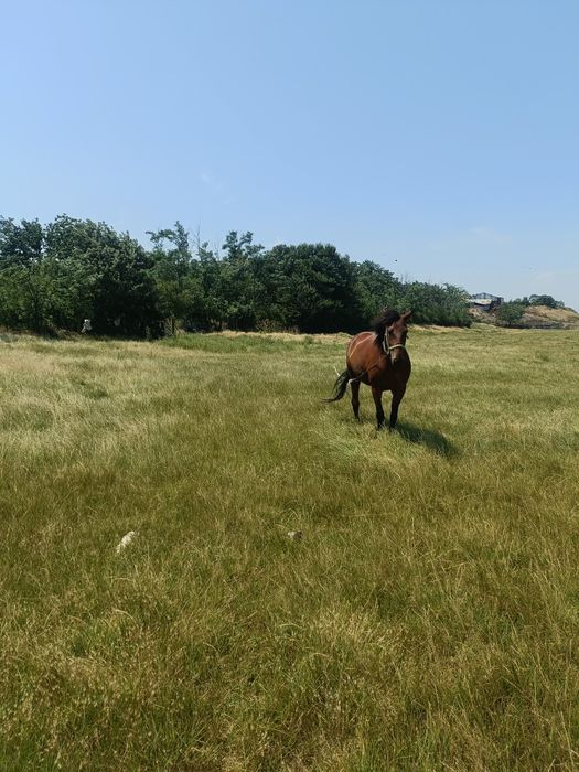 Iapă de vânzare cuminte