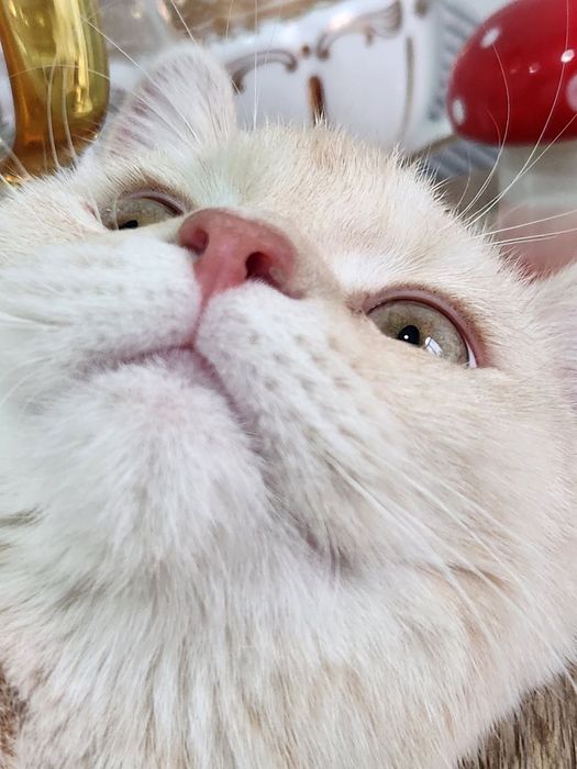 Продаётся котёнок