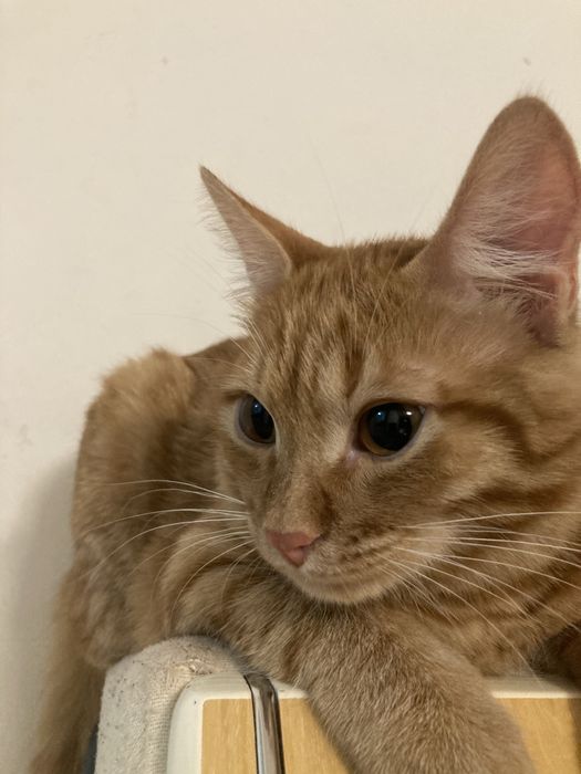 еркек мысык жаксы колға беріледі латока барады