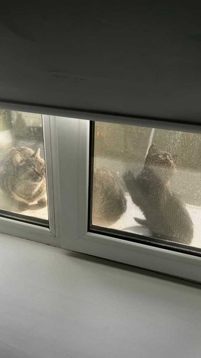 Прибились кошка с котятами. Нужен дом!