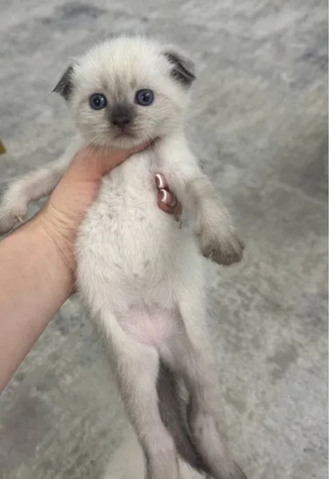 Шотланские котята в редком оркасе блю поинт