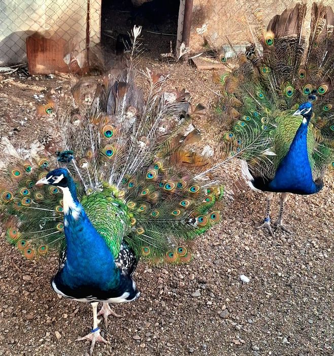 Mascul paun umăr negru purtător de ochi alb  !