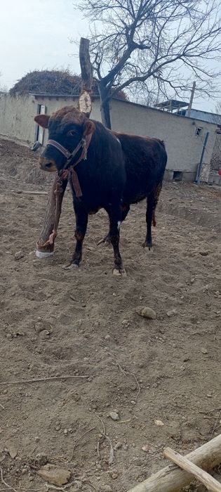 Бука сотилади 1, 5ёшда