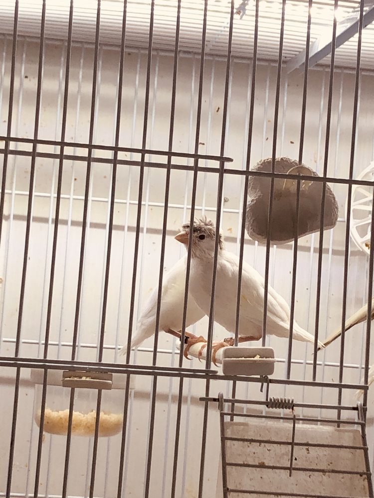 Canari pui de anul acesta