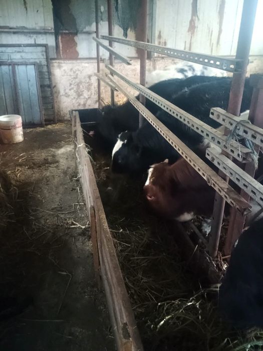 Vând viței de carne.