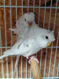 Papagali hagoromo și nimfe