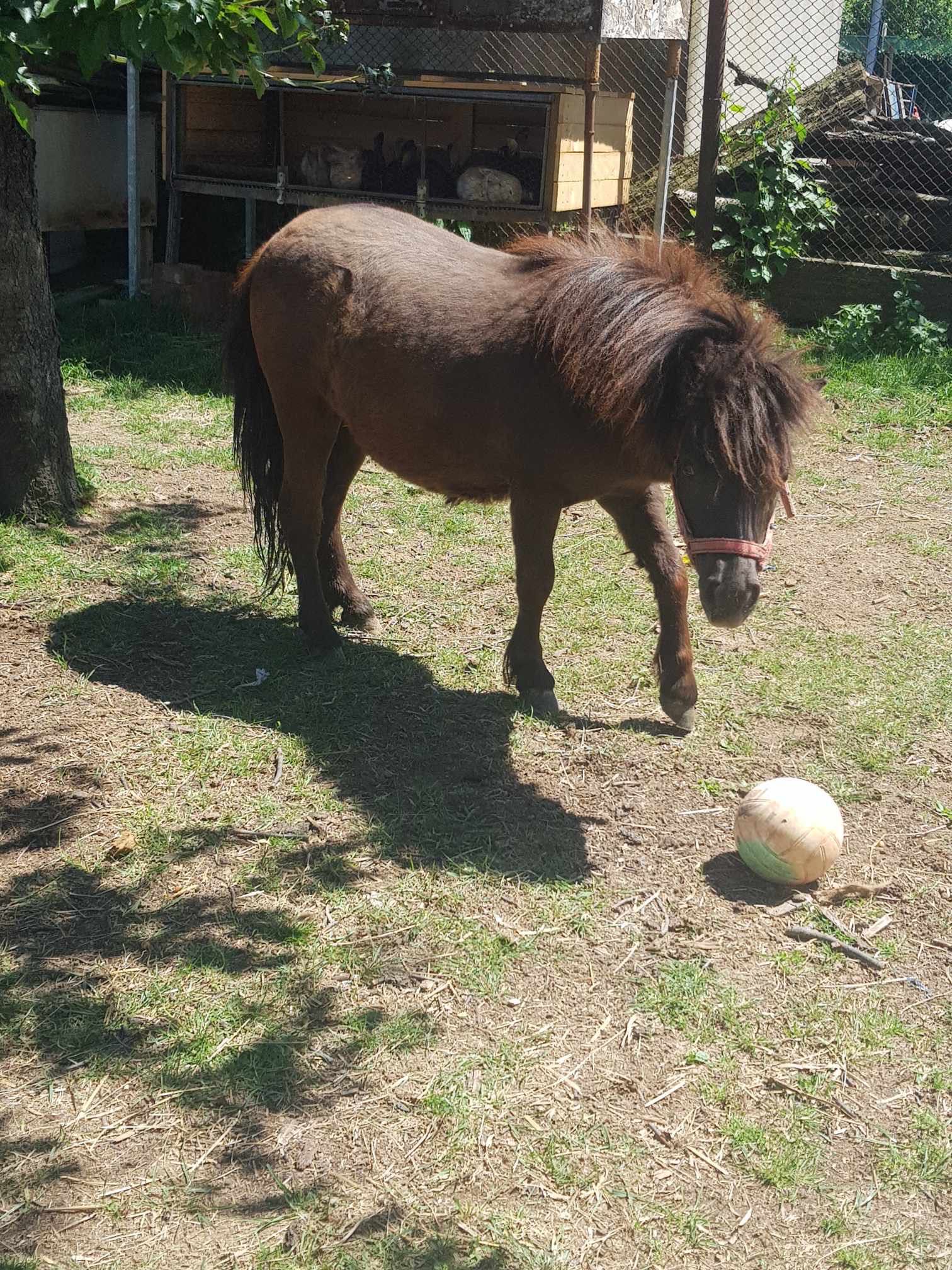 Mânz ponei 1 an și 2 luni