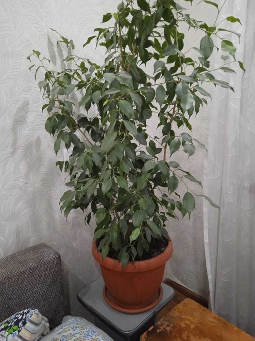 Фикус Бенджамина в горшке.( Сразу 3 цветка забираете ,отдам за 15000 )