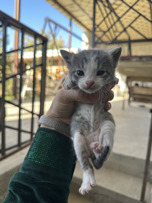 Котята  2 месяца