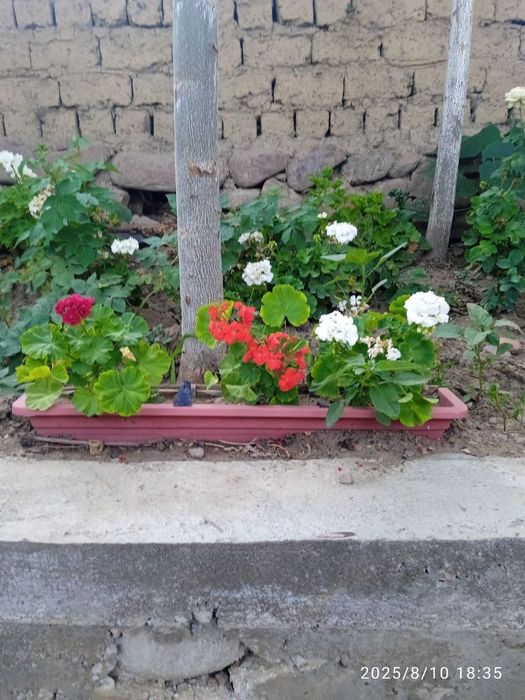 Герань многолетный