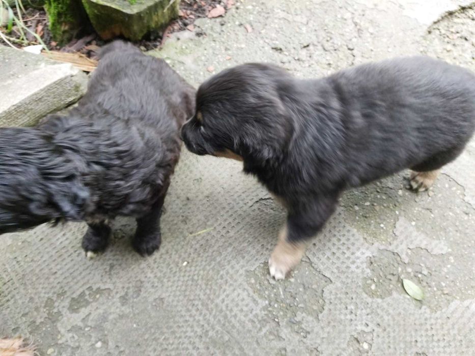 Donez catei de curte