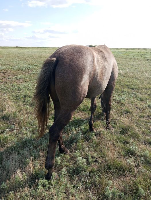 Продается жеребец