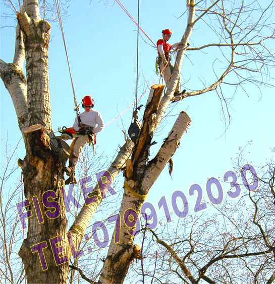 Taiere, toaletare copaci, pomi inalti, rapid, firma Ploiesti