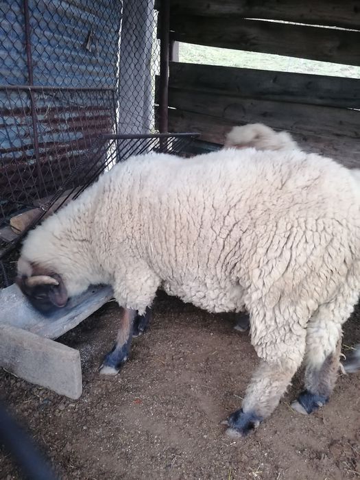 Vind berbecut melinos. Nior de anul trecut.