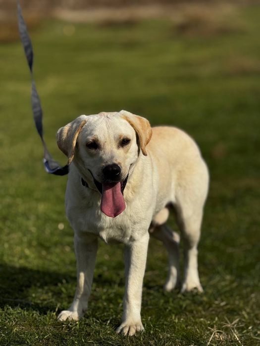 Лабрадор мальчик. В ответсвенные руки!
