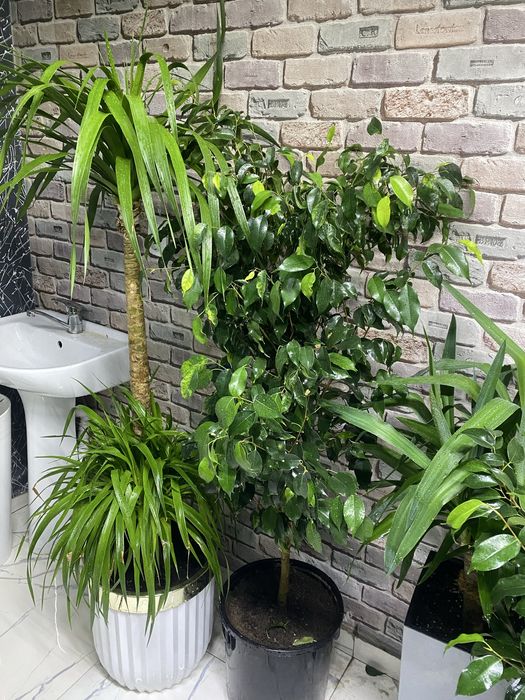 Фикус бенджамина Цветы для дома  озеленение