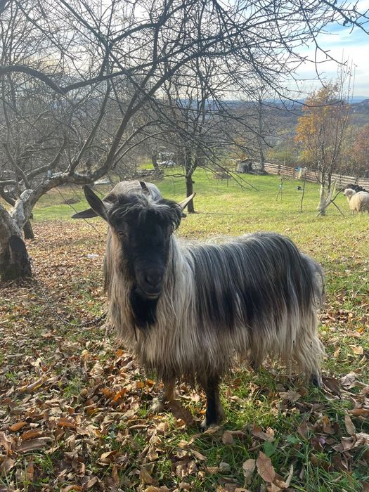 Vând capre cu țap