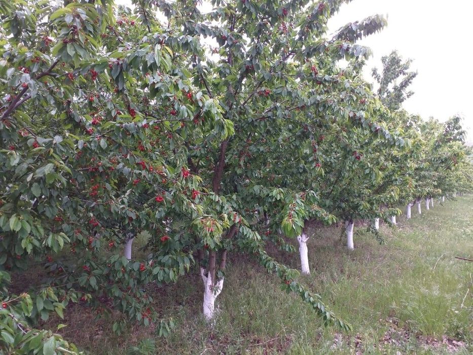 Teren intravilan zona cu competitii pescaresti a Baltii Cercani Greaca