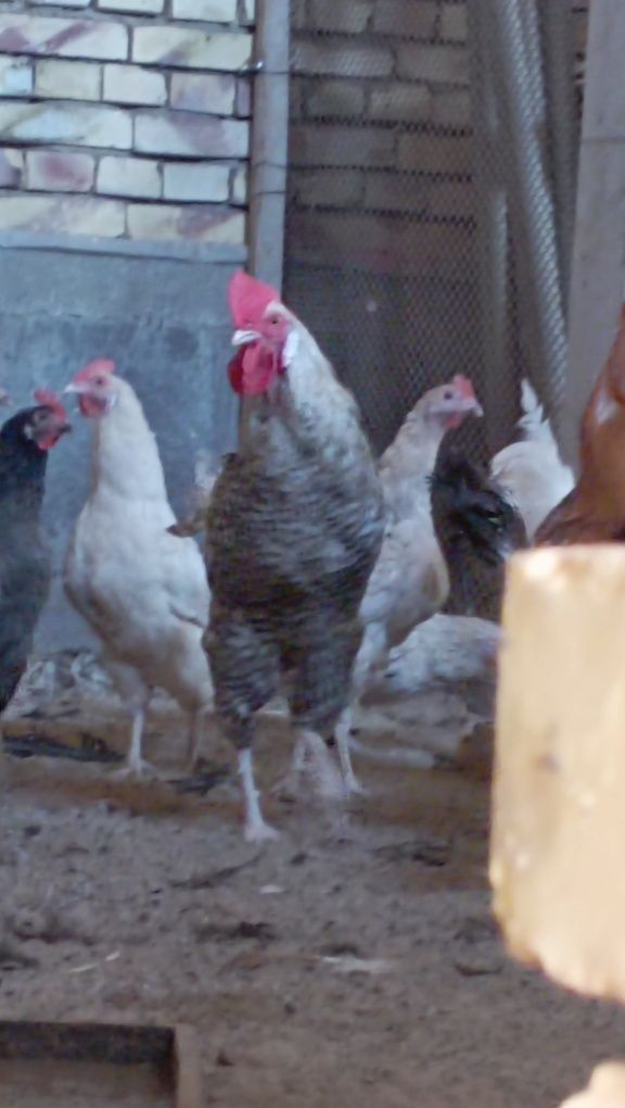 4 dona sortli xoʻroz, Har biri 280ming dan kelishamiz