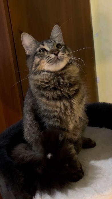 Продается котенок Мейн Кун