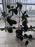 Vand Ficus matur aprox. 1,7m