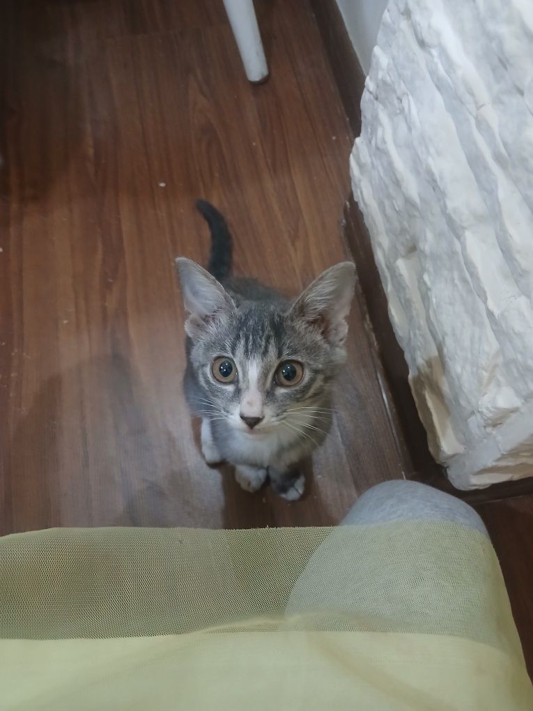 Кошка в добрые руки