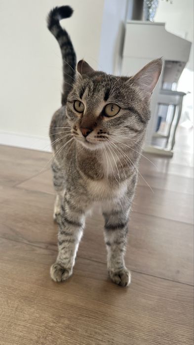 Отдам кошку в добрые руки