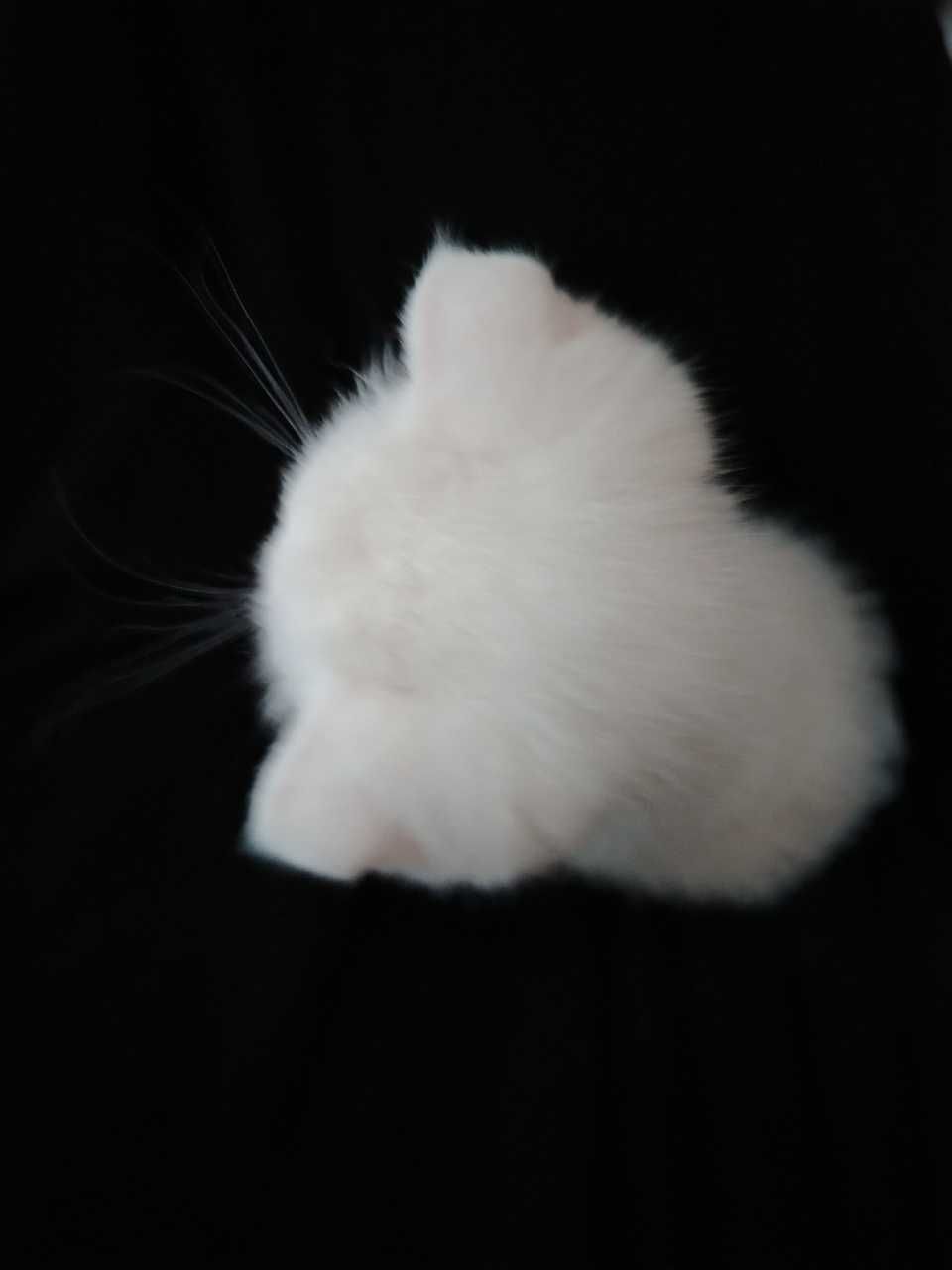 Scottish fold britanets БЕЛЫЙ