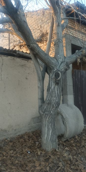 Yong'oq daraxti sotiladi narxi 700000 som