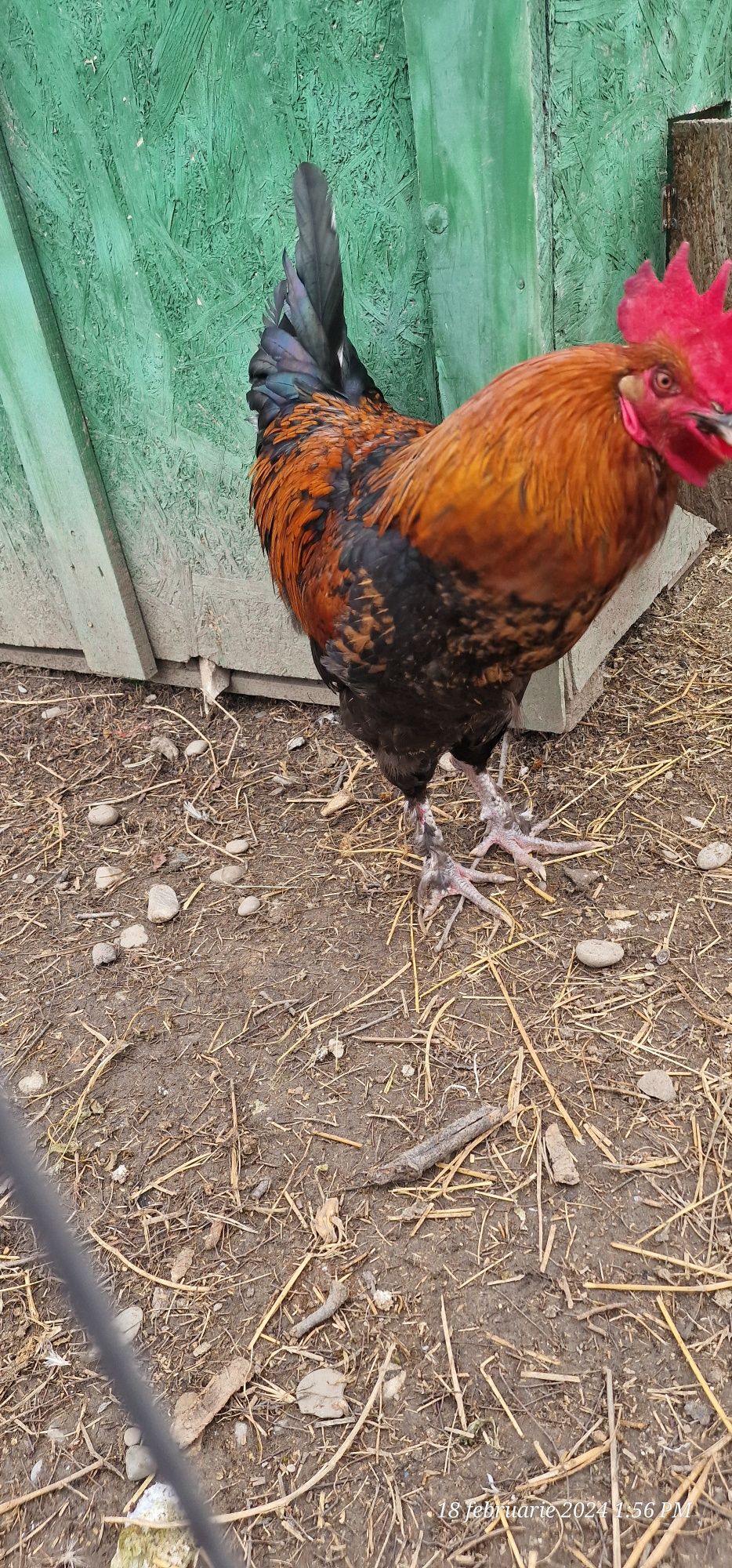 Cocoș Marans 2023