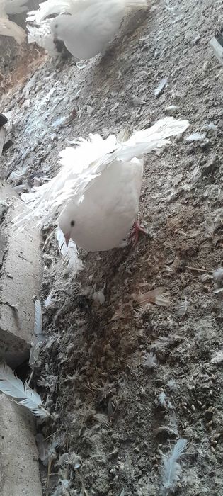 Vind porumbei,desfintez voliera