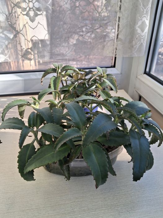 Каланхое лечебный