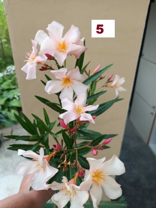 Зокуми,Олеандри,Лян