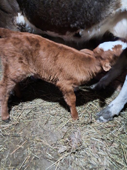 Vând vita din monta angus