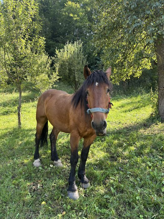 Vand cal, castrat, 4 anii