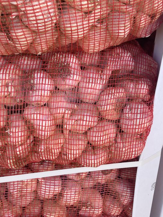 Usturoi pentru plantat si consum