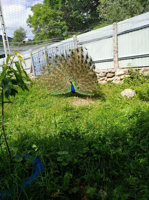 Vând pereche păuni