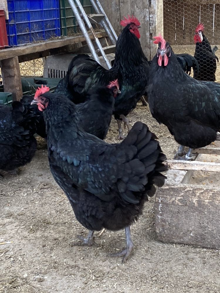 Gaini australorp