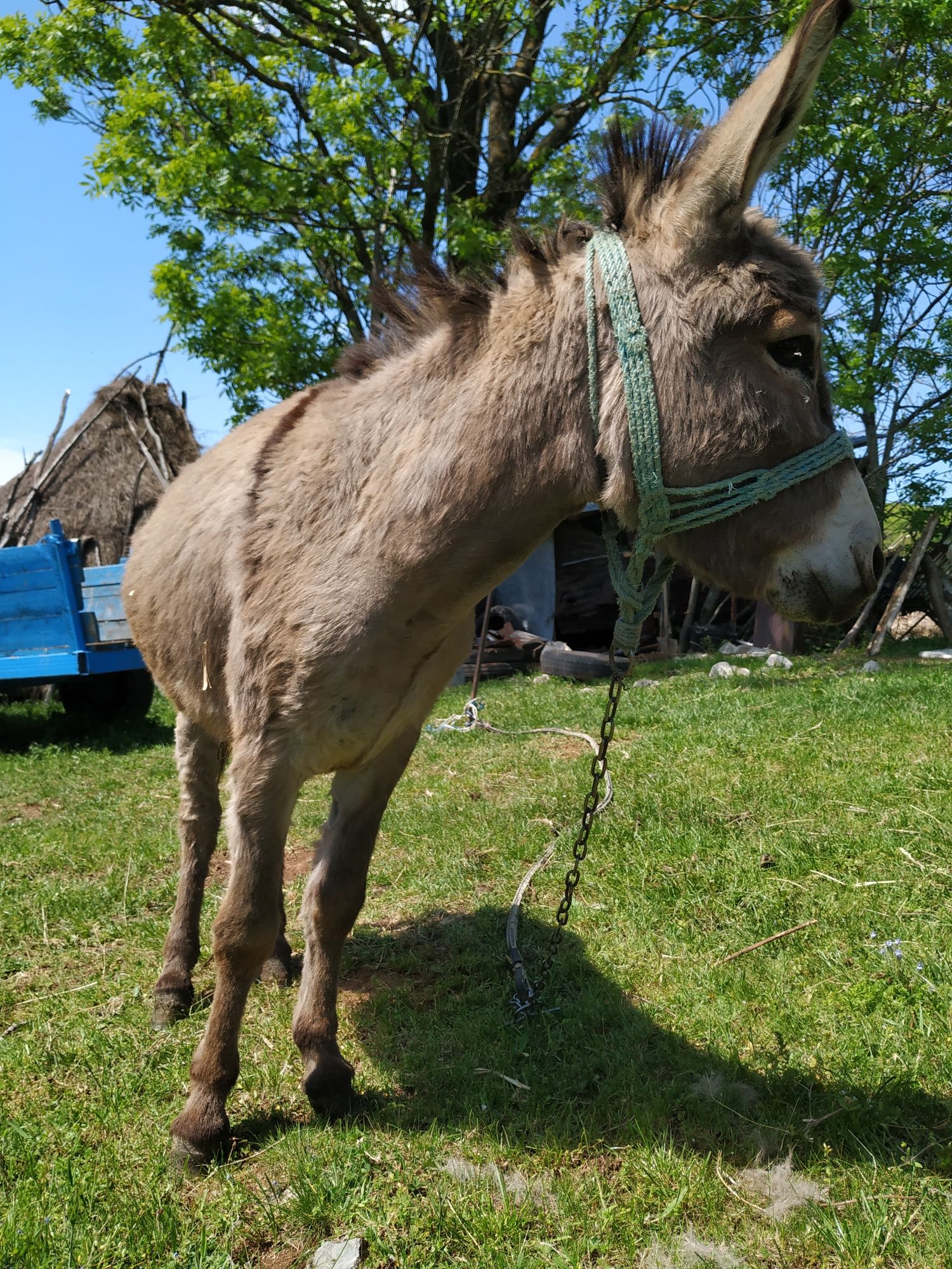 Vând măgar și măgăriță