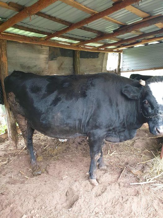 Vand vaca ,gestanta 9 luni