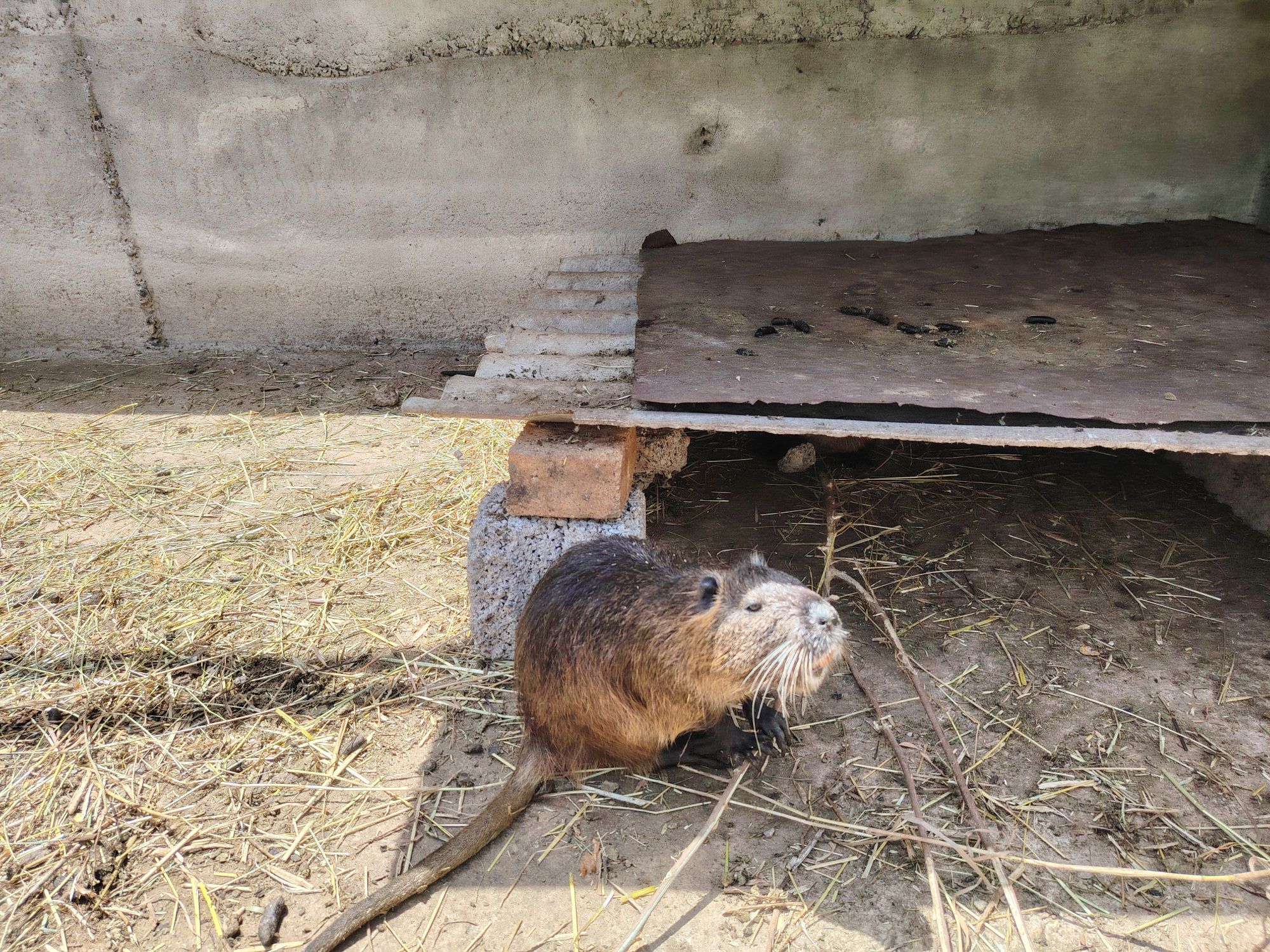 Нутрия 4 месяца.