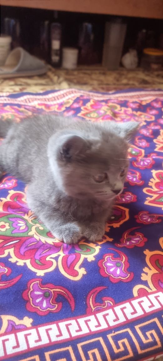 Котята британская