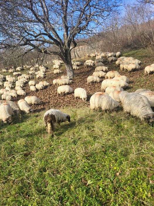 Vând oi pentru mai multe detalii în privat!