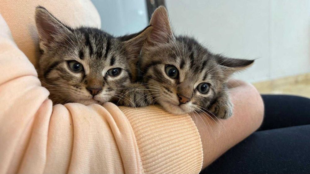 Pui de 5-6 saptamani pentru adoptie