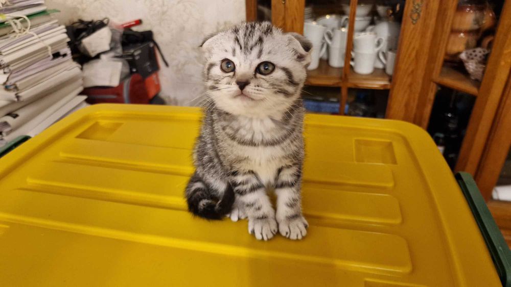 Котята шотландской породы
