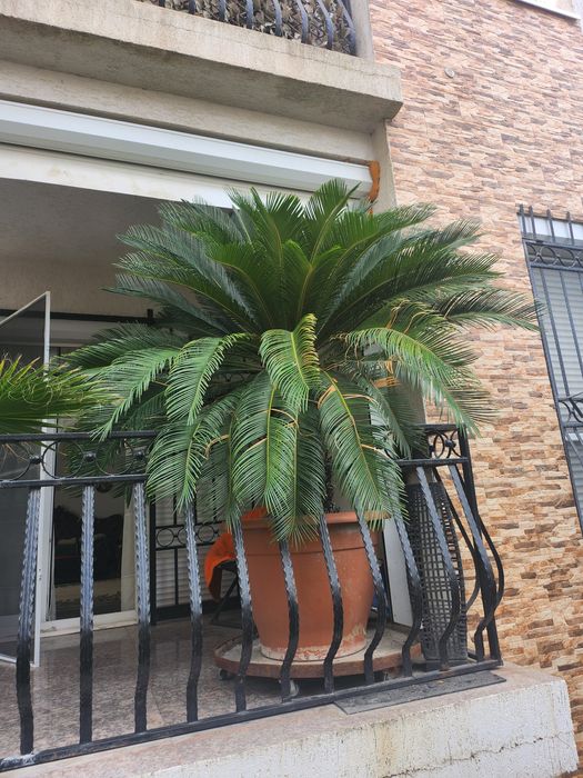 Vand 1 portocal+1 palmier Cycas