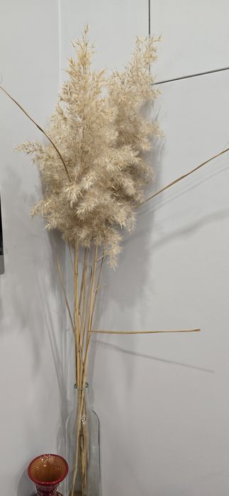 Сухие камыши для интерьера (длинные)