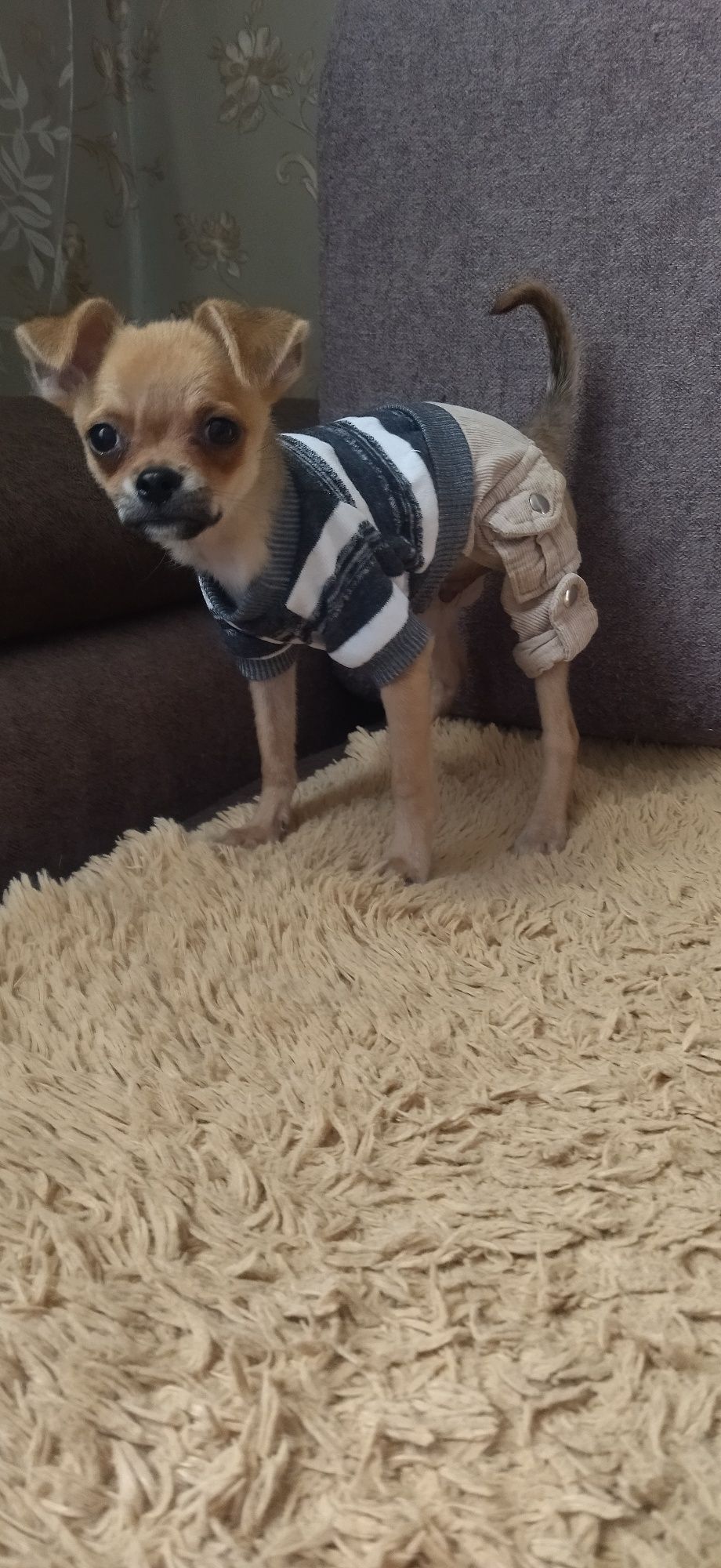 Той терьер щенок