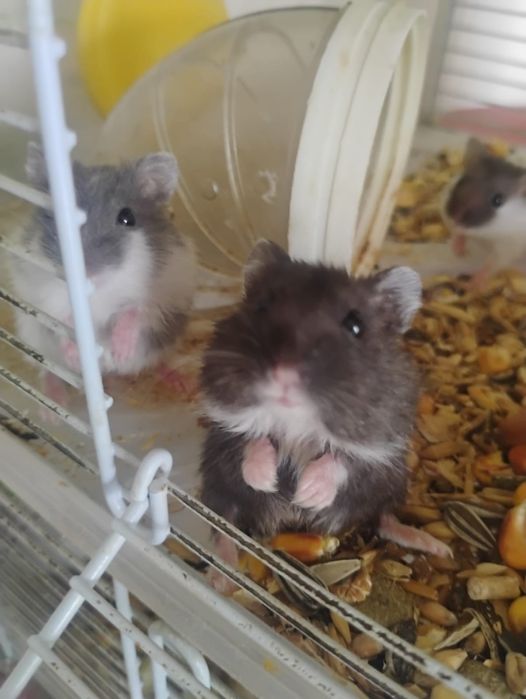 Hamsterii pitici